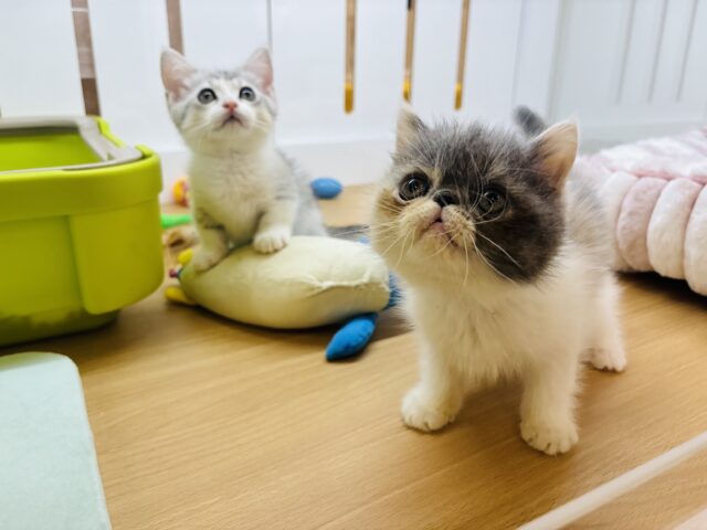 エキゾチック