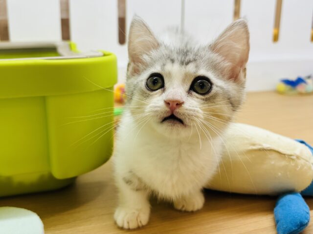 マンチカン