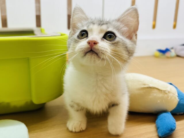 マンチカン
