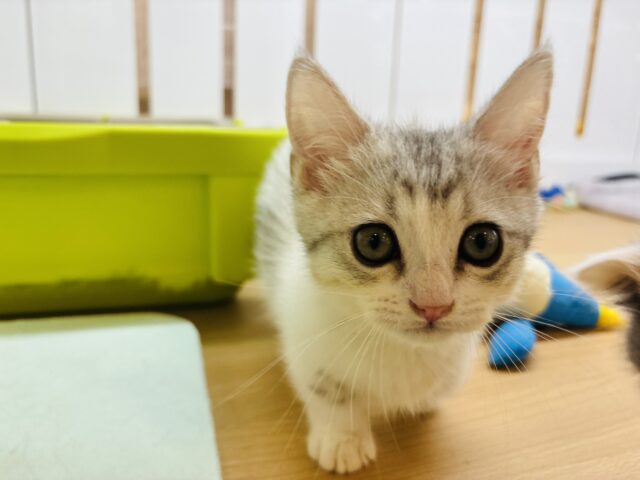 マンチカン