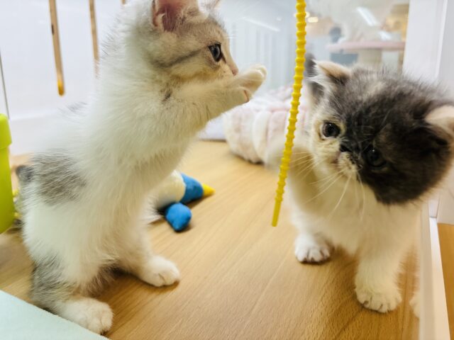 エキゾチック