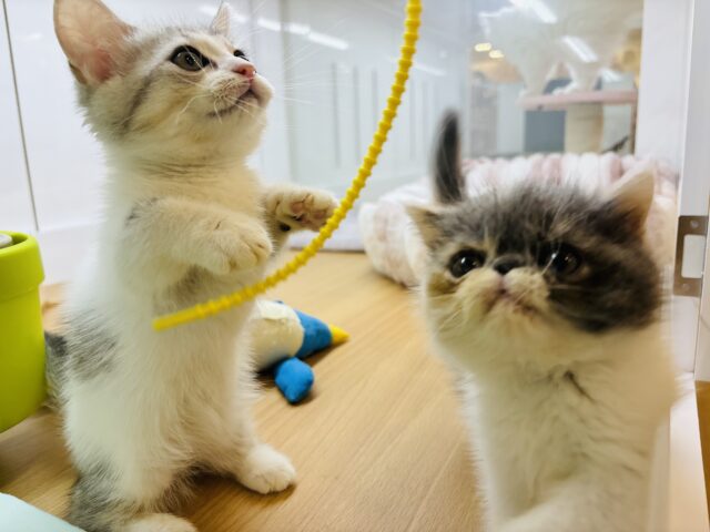 エキゾチック