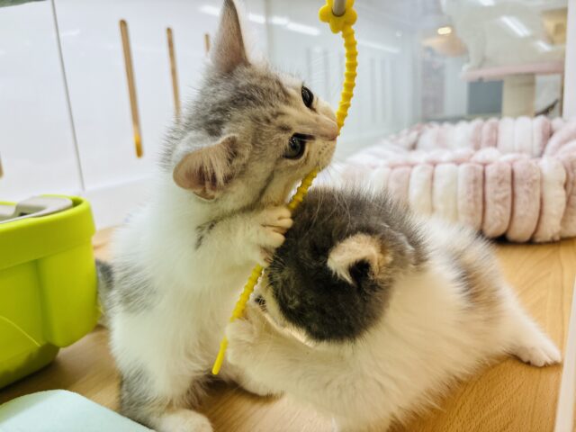エキゾチック