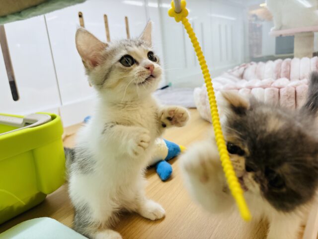 エキゾチック