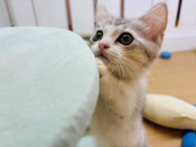 マンチカン