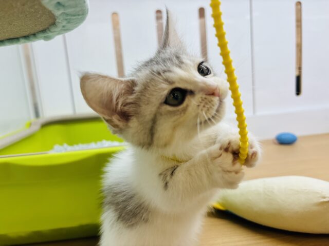 マンチカン