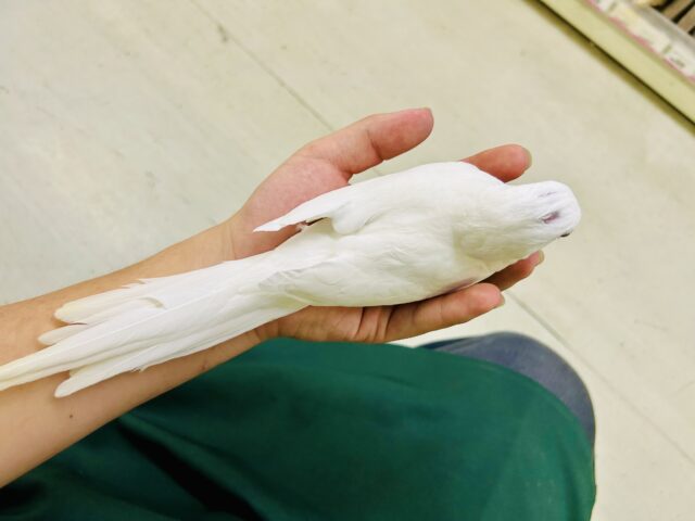 オカメインコ