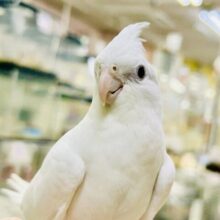 純真無垢に甘えん坊な純ちゃん(*´ω｀)　オカメインコ