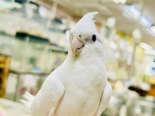 純真無垢に甘えん坊な純ちゃん(*´ω｀)　オカメインコ