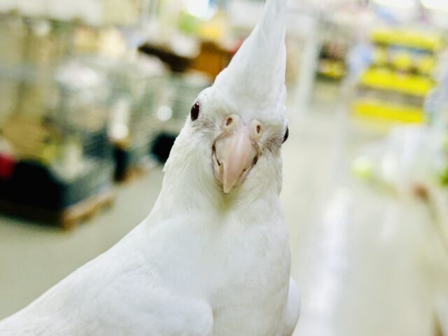 オカメインコ