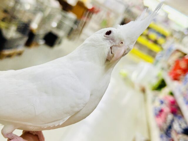 オカメインコ