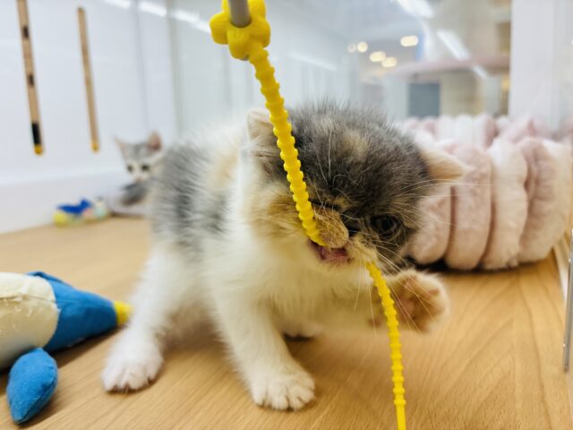 エキゾチック
