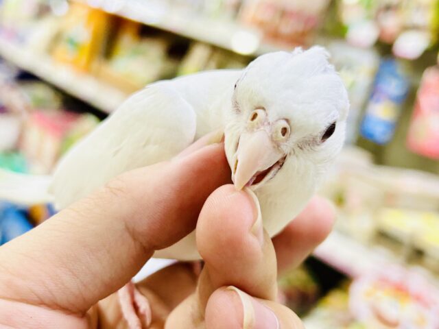 オカメインコ