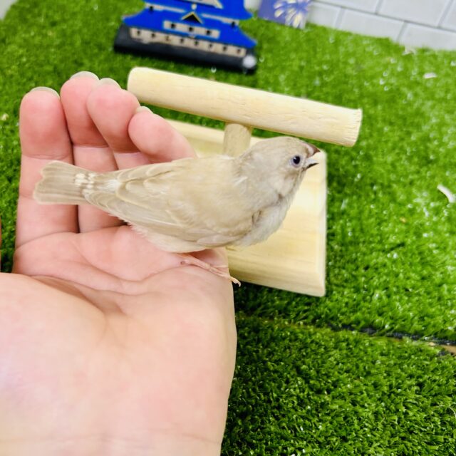 ほんわかミルクティー☕ キンカチョウ