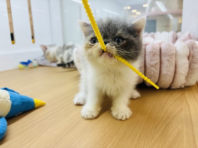 エキゾチック