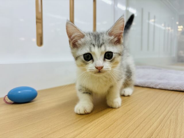 マンチカン