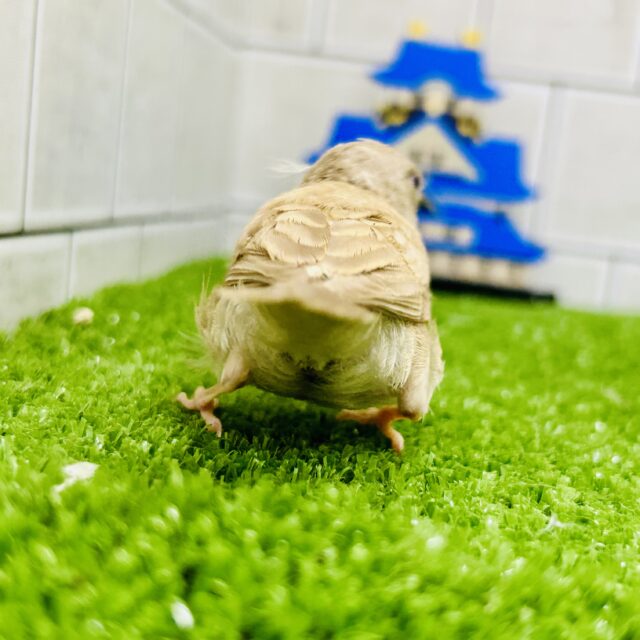 錦花鳥（キンカチョウ）