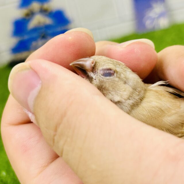 すずめさんとキンカチョウさんのポーチ×2♪ キンカがうちにやってきた！ きんか篇 | 天神山だより