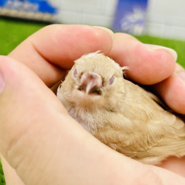 錦花鳥（キンカチョウ）