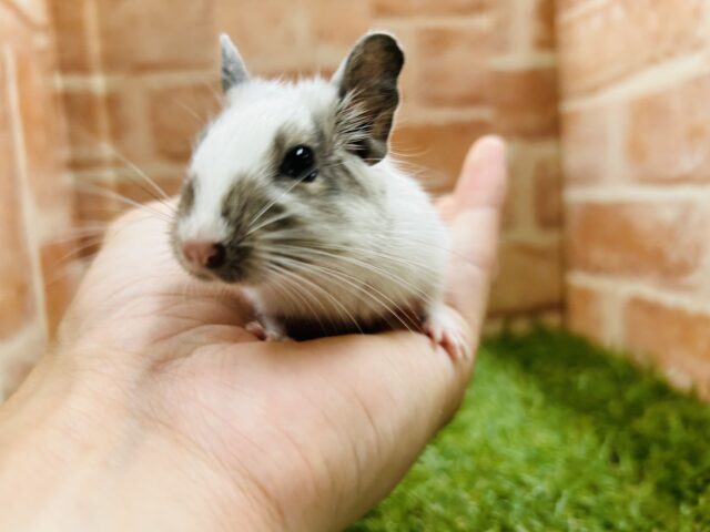 甘えん坊デグーちゃん💗💗💗　（パイド）