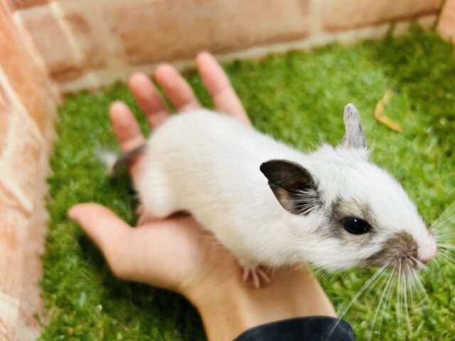 デグー