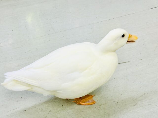 コールダック