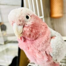 かわいさﾌﾟﾜﾜｯ💖✧*｡オドロキ桃の木❕🍑💭モモイロインコ(2024年4月生まれ)