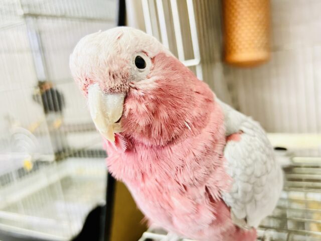 かわいさﾌﾟﾜﾜｯ💖✧*｡オドロキ桃の木❕🍑💭モモイロインコ(2024年4月生まれ)