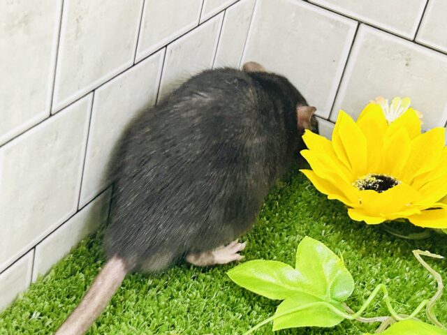 ファンシーラット