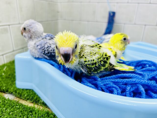 説明画像です