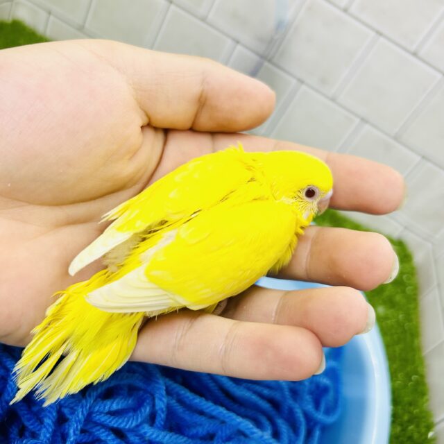 セキセイインコ