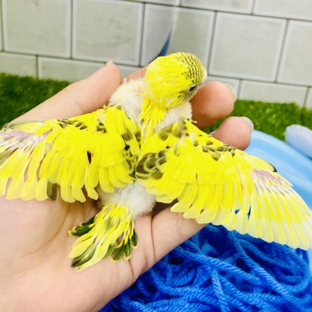 セキセイインコ