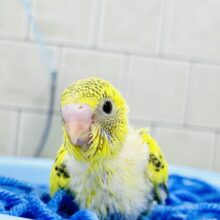 毛糸のプールにレモンを添えて・・・　セキセイインコ