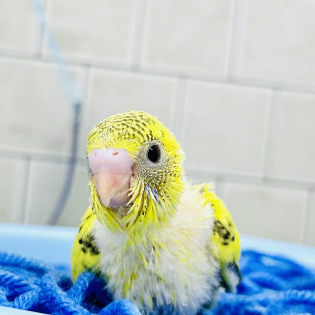 毛糸のプールにレモンを添えて・・・　セキセイインコ