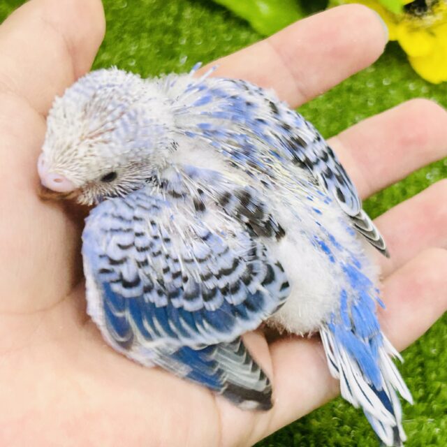セキセイインコ