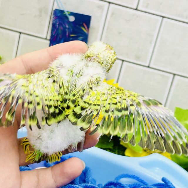 セキセイインコ