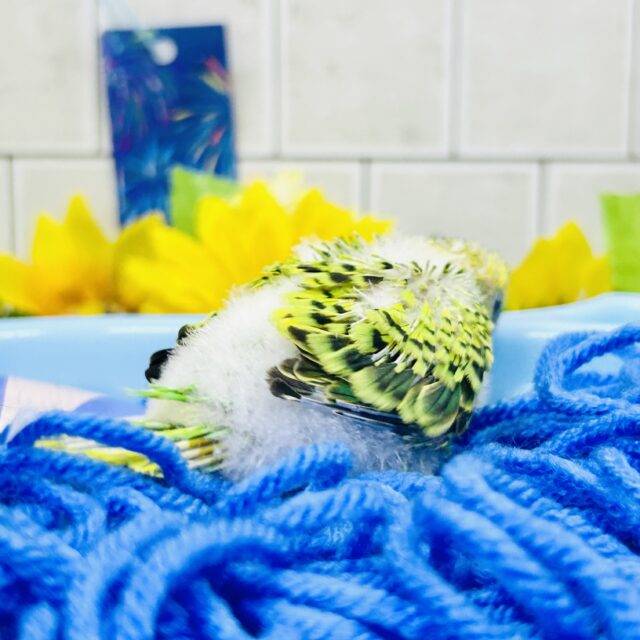 セキセイインコ