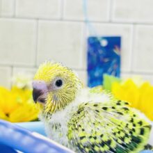 暑い日は木漏れ日の下で一休み🍃　セキセイインコ