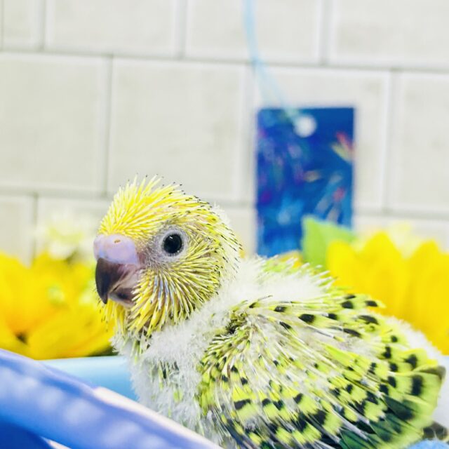 暑い日は木漏れ日の下で一休み🍃　セキセイインコ