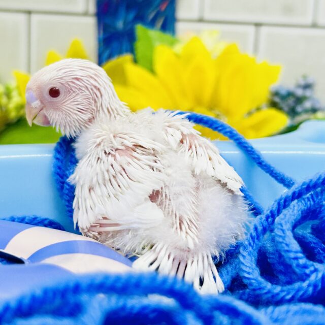 セキセイインコ