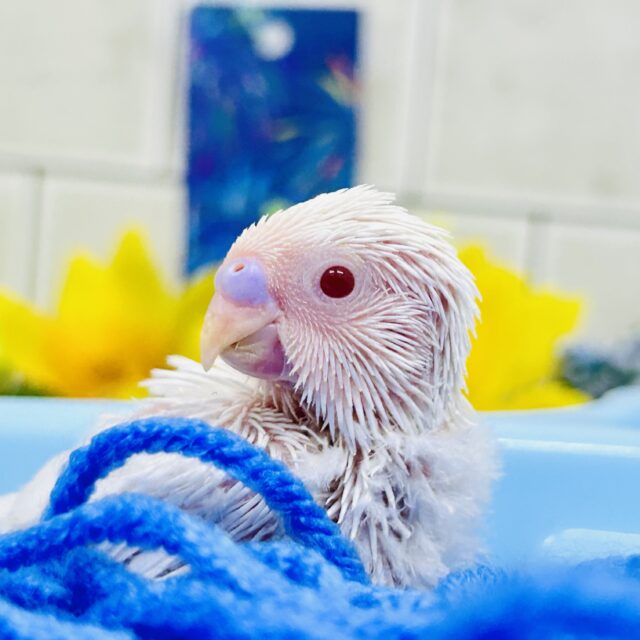 純白ベールのアイスクリームちゃん🍦　セキセイインコ
