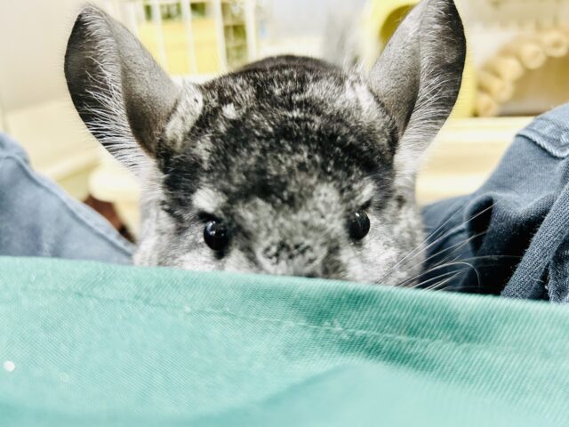 チンチラ