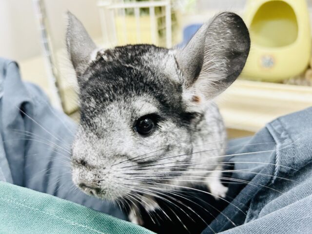 チンチラ