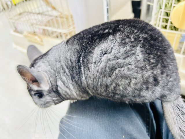 チンチラ