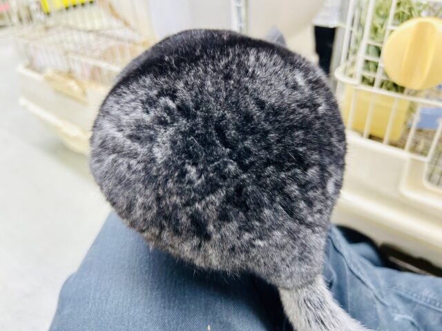 チンチラ