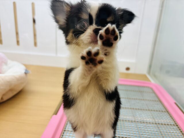 チワワ
