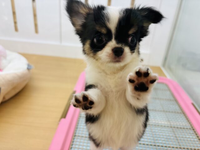 チワワ