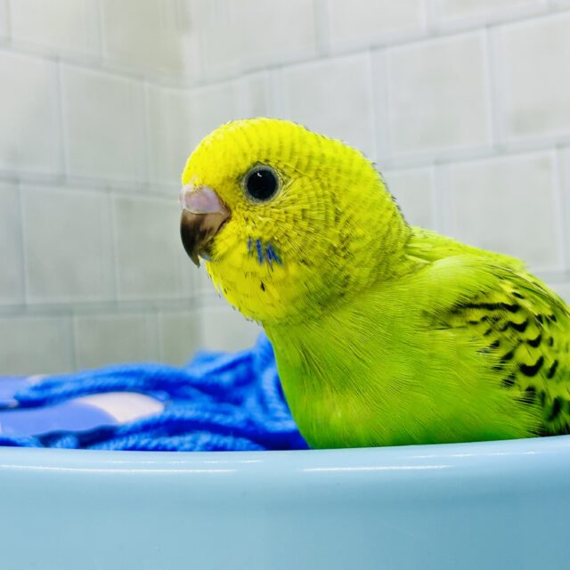 セキセイインコ
