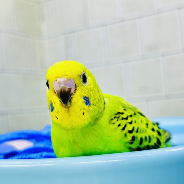 セキセイインコ