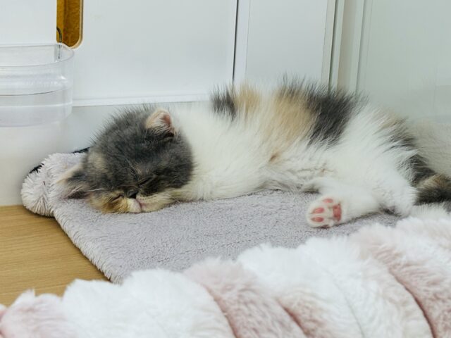 エキゾチック